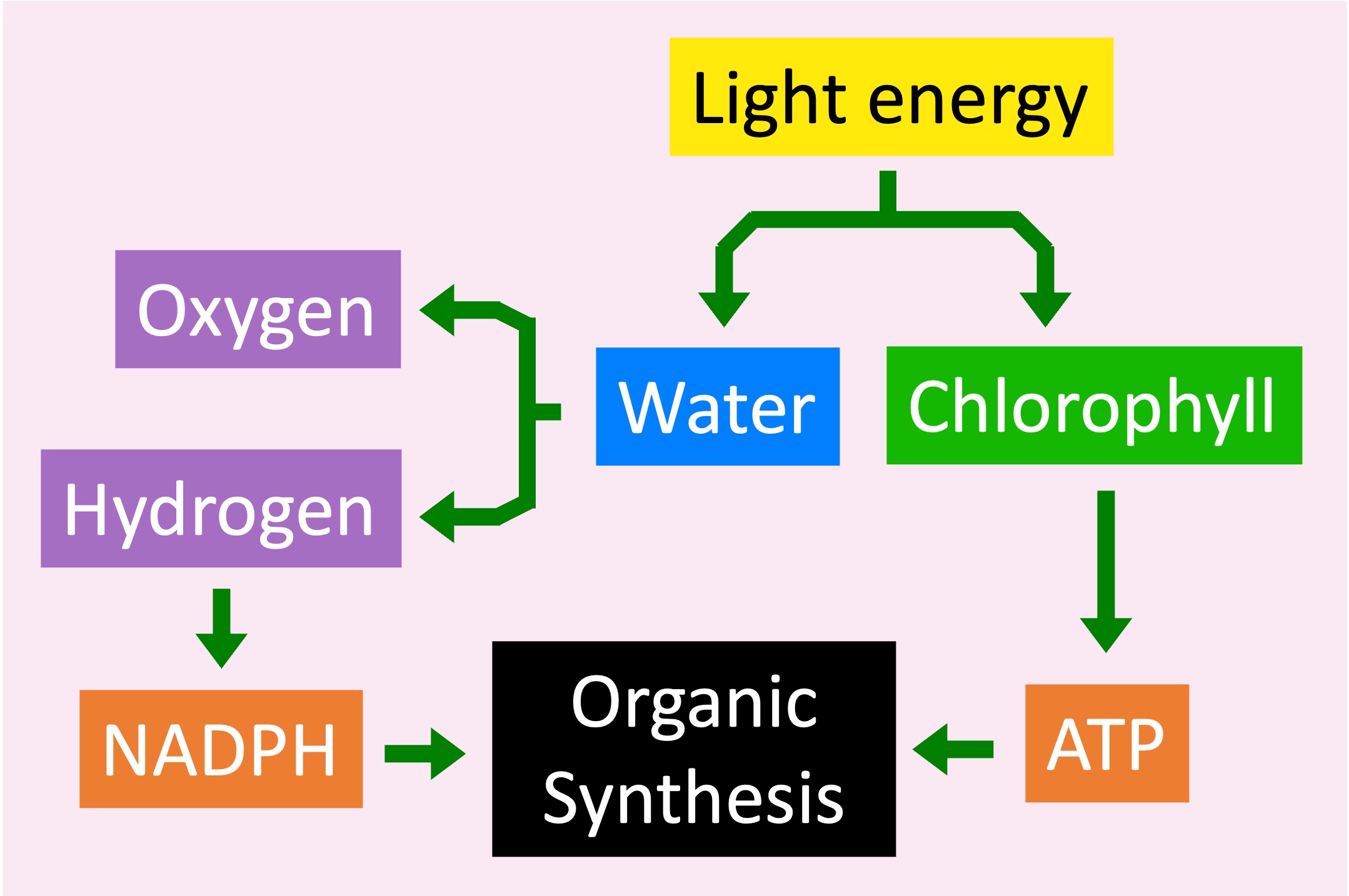 What Is The By Product Of The Light Dependent Reaction